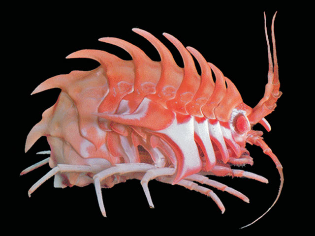Epimeria rubrieques