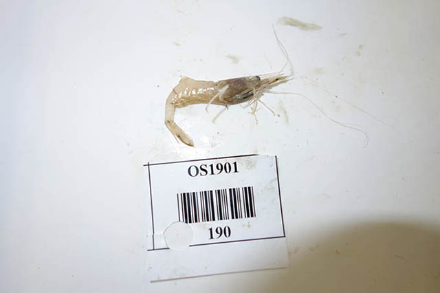 Eualus belcheri