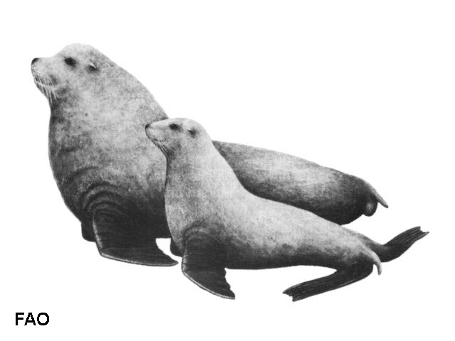 Eumetopias jubatus
