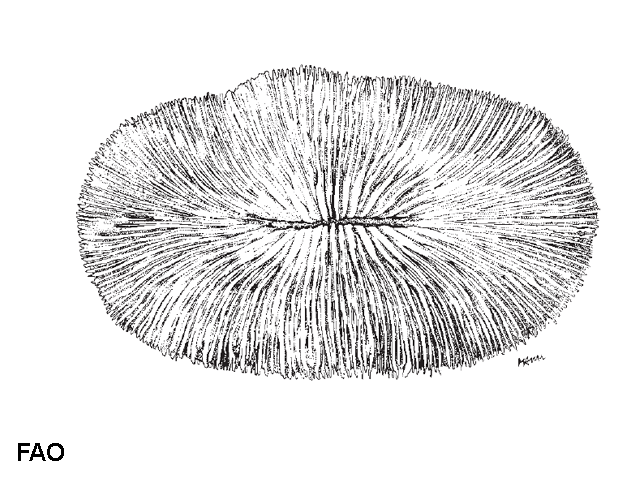 Pleuractis paumotensis