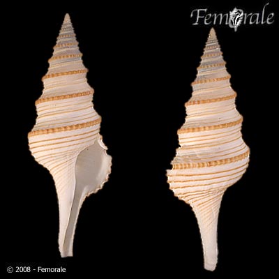 Gemmula speciosa