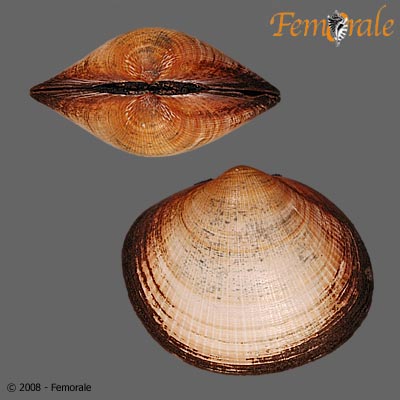 Glycymeris albolineata