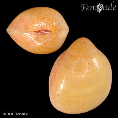 Laevicardium laevigatum