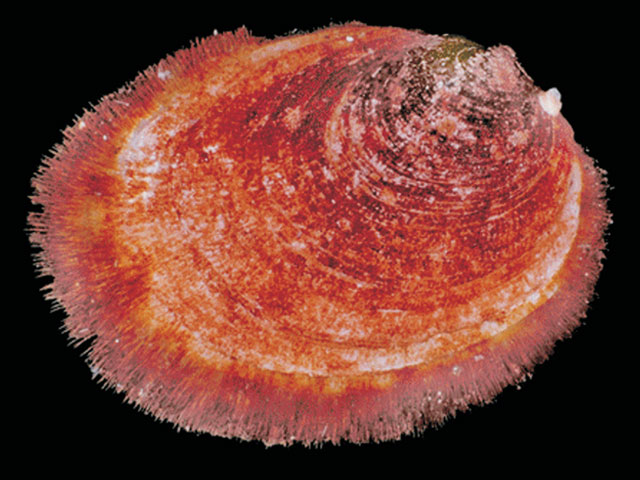 Limopsis marionensis