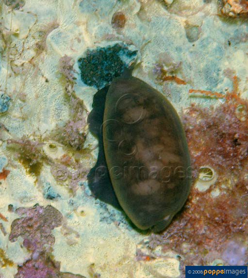 Luria isabella