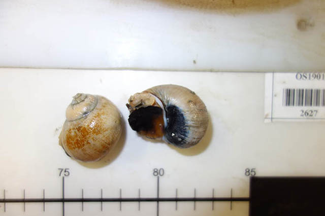 Euspira pallida