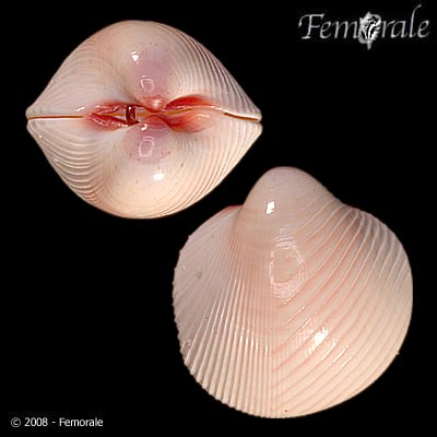 Lyrocardium lyratum