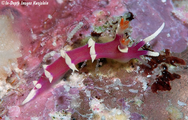 Marianina rosea