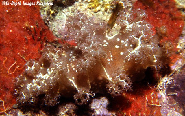 Marionia rubra