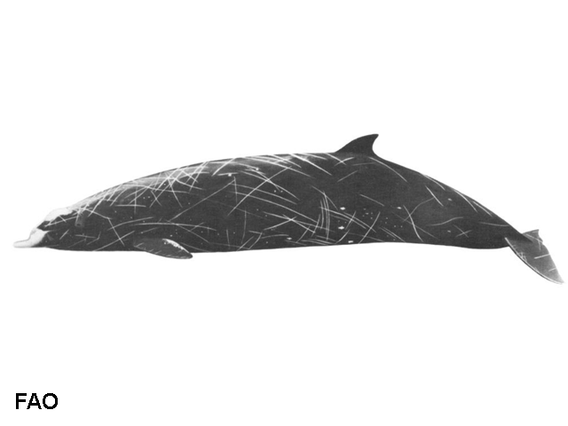 Mesoplodon carlhubbsi