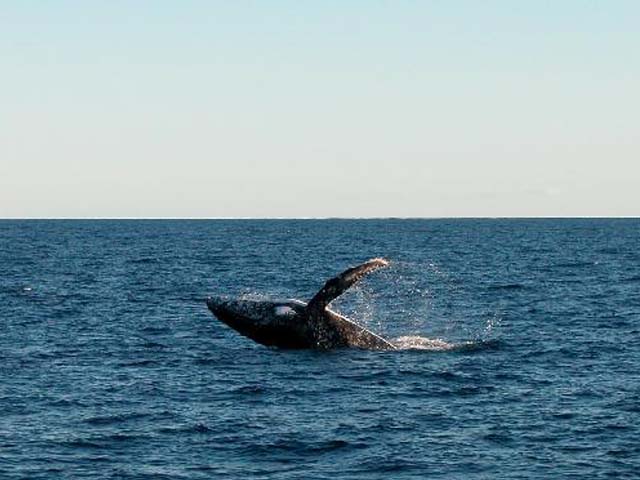 Megaptera novaeangliae