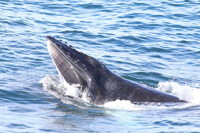 Megaptera novaeangliae