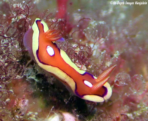 Mexichromis pusilla