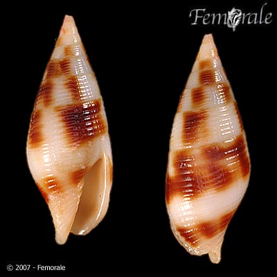 Mitra ustulata