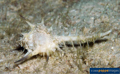 Murex ternispina