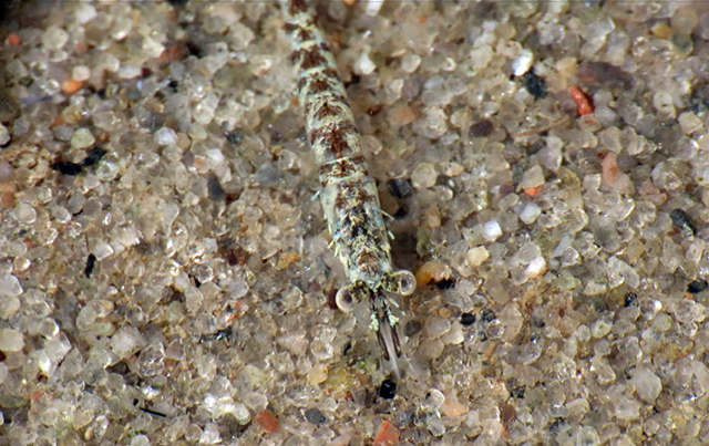 Mysis gaspensis
