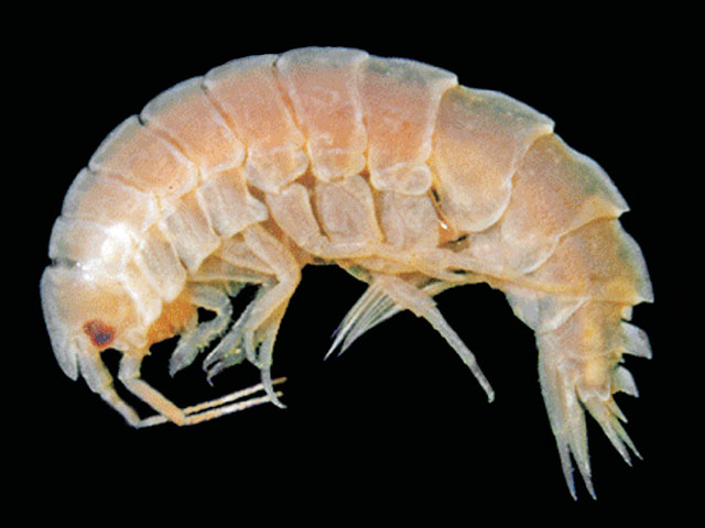 Nototropis dentatus