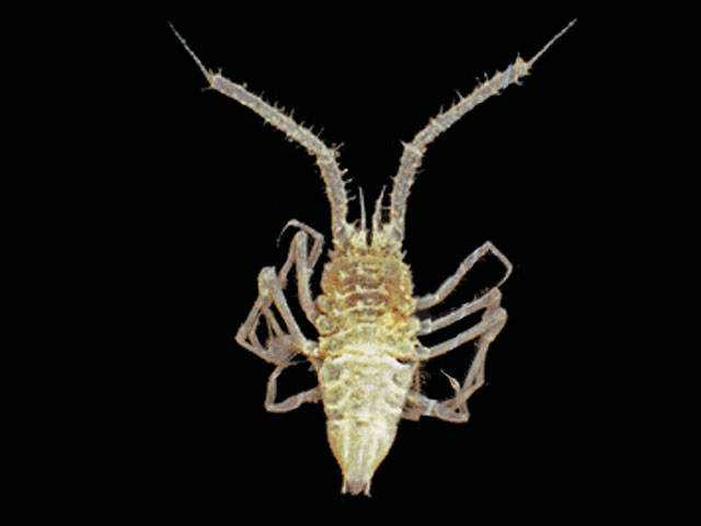 Nospi_u0.jpg