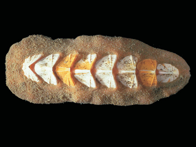 Nuttallochiton mirandus