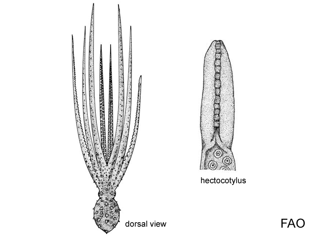 Macroctopus maorum