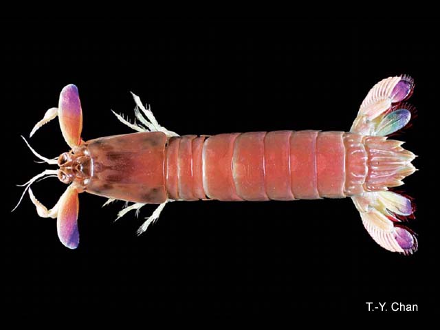 Odontodactylus japonicus
