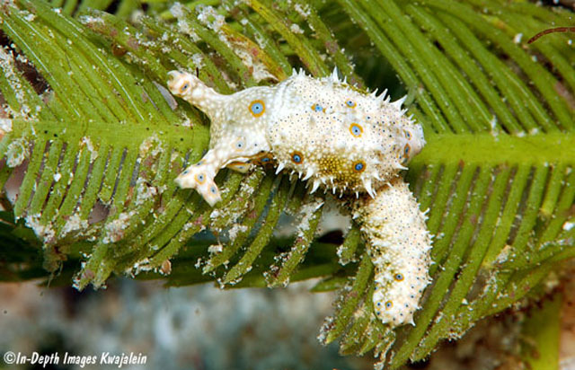 Oxynoe viridis