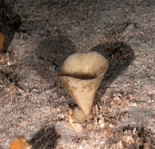Phakellia ventilabrum