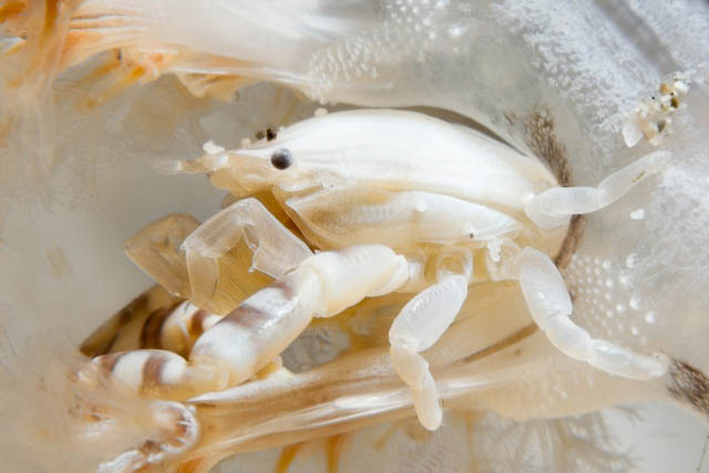 Porcellanella haigae