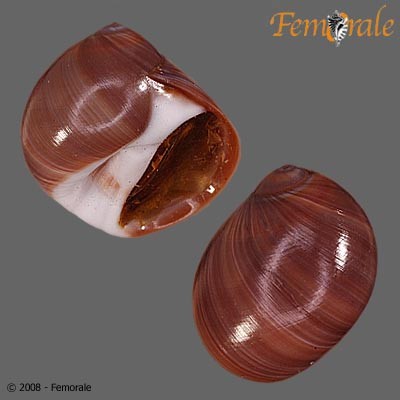 Polinices hepaticus