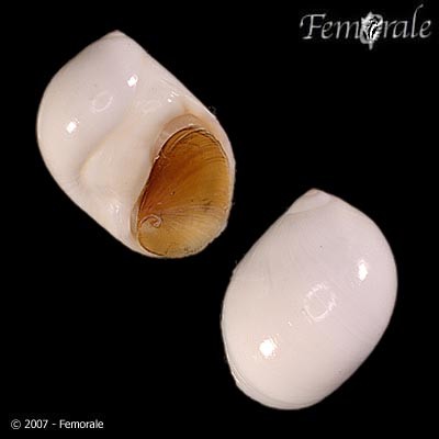 Polinices tumidus