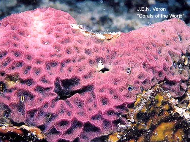 Psammocora haimiana