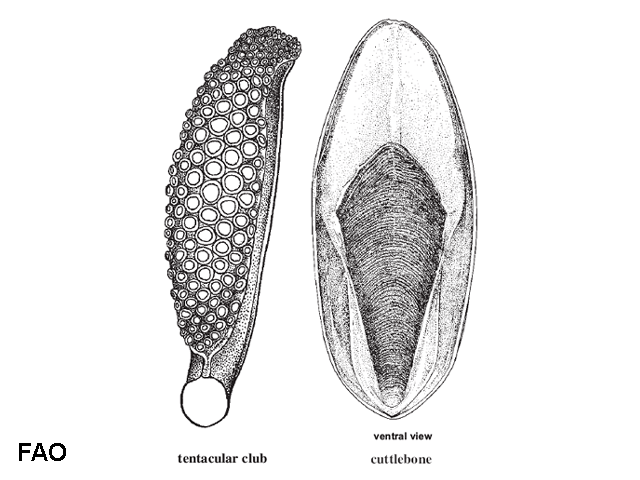 Sepia savignyi