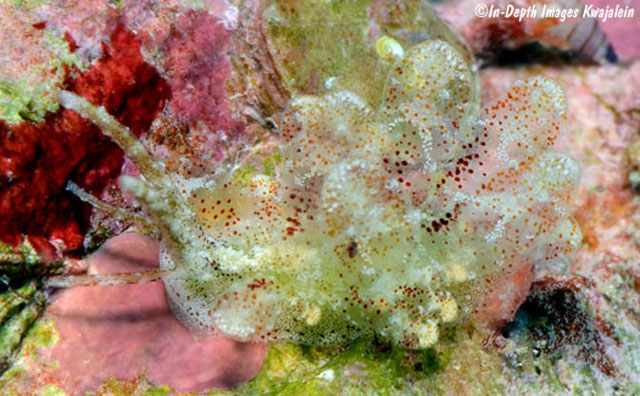 Sohgenia palauensis