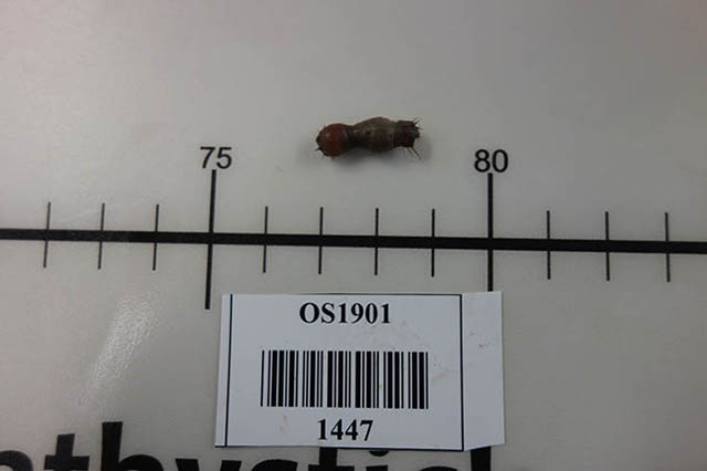 Sternaspis fossor