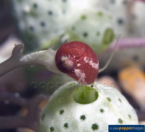 Stomatella monteiroi