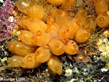 Stolonica socialis