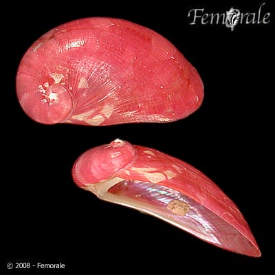 Stomatella varia