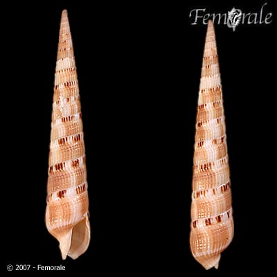 Terebra pertusa