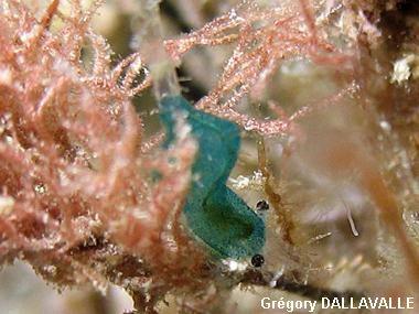 Thoralus cranchii