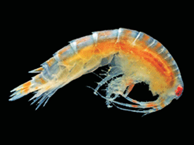 Tiron antarcticus