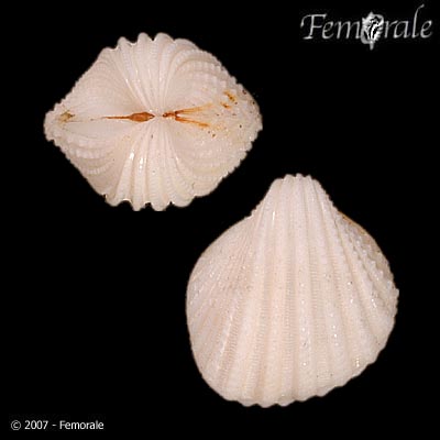 Trigoniocardia antillarum