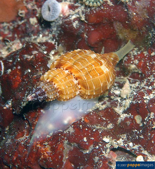 Tritonoturris cumingii