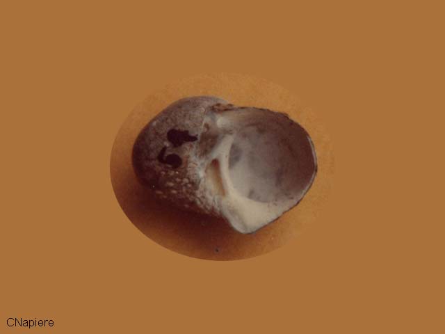 Lunella cinerea