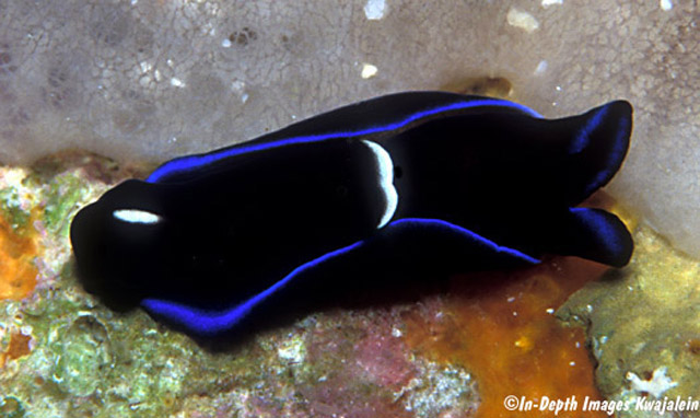 Tubulophilinopsis gardineri