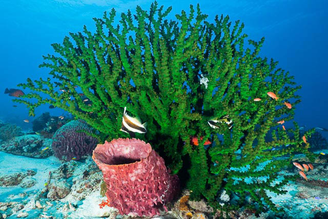 Tubastraea micranthus