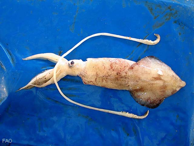 Uroteuthis duvaucelii