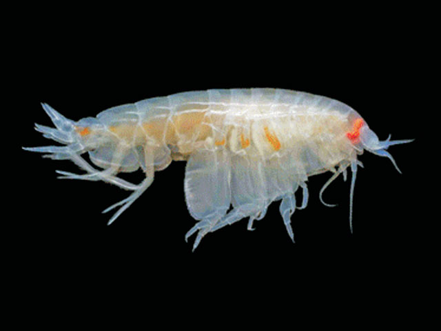 Uristes stebbingi