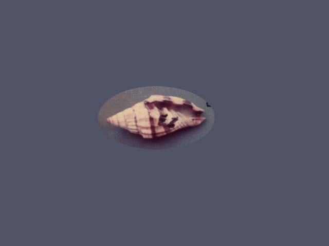 Vexillum rugosum