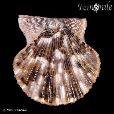 Volachlamys singaporina