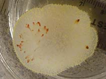 Acnan_u0.jpg
